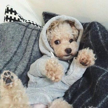 Ó¡°Á½½Ú¡±±£¹©Ó¦ ÉÌÎñ²¿½«ÊÊʱͶ·ÅÖÐÑë´¢±¸Èâ