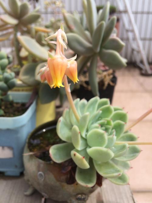 APPѹرգҪûһ˵Ļᡱ